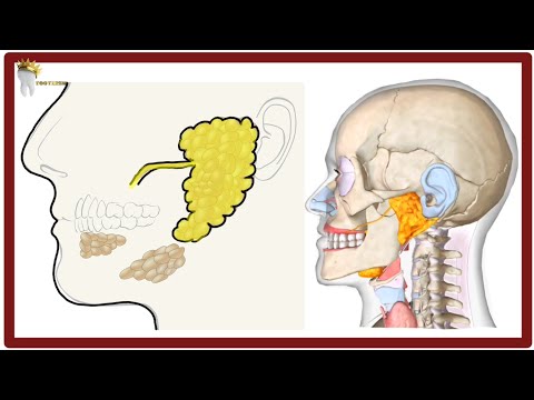Parotid Gland Anatomy simplified | Surfaces, Blood & Nerve supply @NinjaNerdOfficial @osmosis