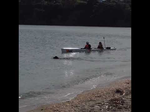Surfski & dog! #surfski #swimmingdogs #dogswimming #auckland
