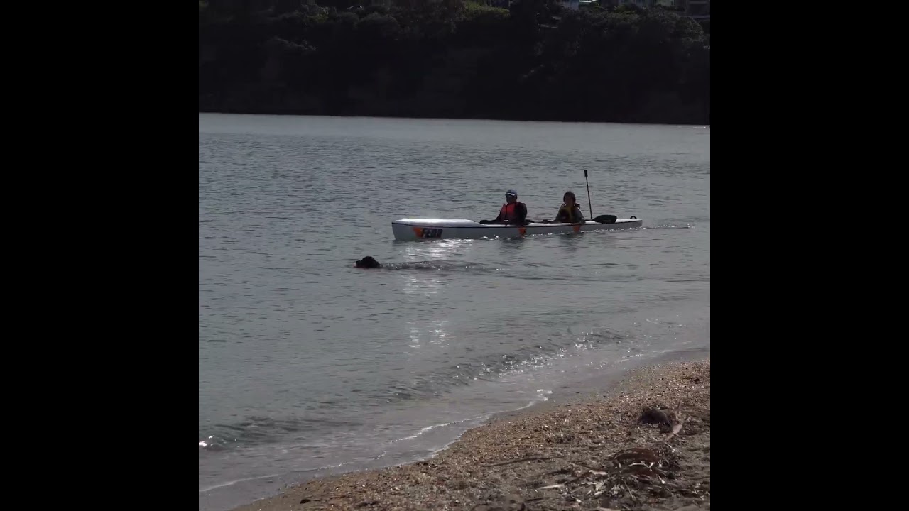 Surfski & dog! #surfski #swimmingdogs #dogswimming #auckland