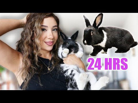 24 Hours In the Life of a Bunny Foster Mom!