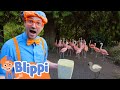 Playing At The Zoo Blippi Feeds And Plays With The Animals Moonbug Kids TV Shows Full Episodes