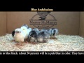 Video: Blue Andalusian Baby Chicks