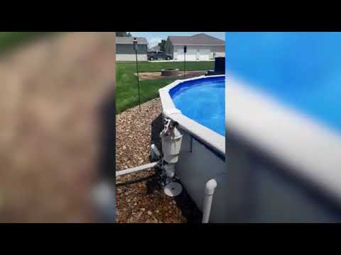 Cachorro descobre um jeito único de entrar na piscina esse gosta de toma banho veja o video🐕