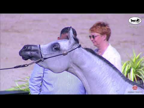 N 260 SAMA AL KHASHAB   ERAB Arabian Horse International Show   Fillies 3 Years Old Class 7