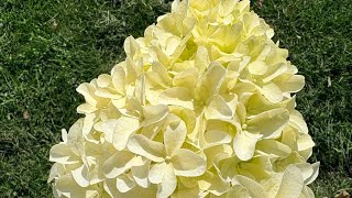 26 09 08 Skyfall #ruduo #julijossodas #hydrangea #hortenzijos #skyfall 