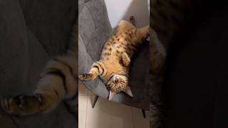 無防備な格好で眠る猫が可愛い【ベンガル猫】