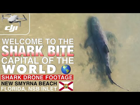 Shark Drone Footage At Shark Bite Capital Of The World New Smyrna Bea Shark Drone Footage At Shark Bite Capital Of The World New Smyrna Bea