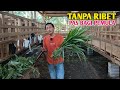 Rahasia Sukses Ternak Kambing Khusus Untuk Pemula