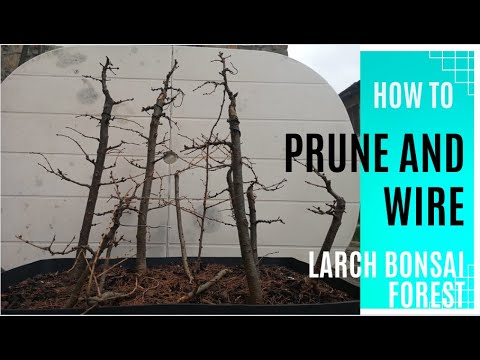 #0 How to Prune and Wire Larch Bonsai Tree Forest for beginners part 1
