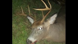 preview picture of video '2013 Ny Deer Hunting 8 Point Buck'