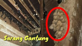 Download lagu Suara walet inap mantap mp3 Download lagu Suara walet inap mantap mp3