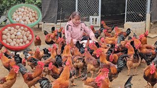 How to raise chickens that lay the most eggs.  Go to the market to sell poultry eggs. ( Ep 247 )