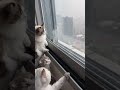 IG 210119 BLACKPINK LISA IG STORY