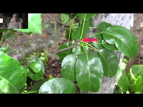 Kleingärtnertipp-Grünschnitt für Formobst