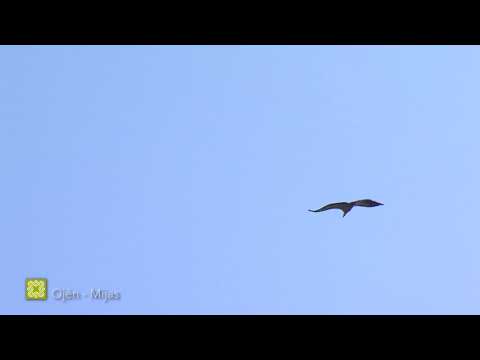 Aves de la GSM. Etapas 19 a 35