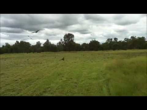hawks or kites, circling and dive-bombing for food, Fairbairn Dam, Emerald