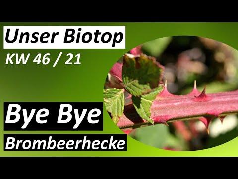 Bye Bye Brombeerhecke - #Biotop -  Kw 46 / 2021