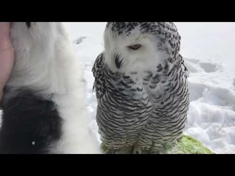 Owl & Husky -walking and love))) ПолЯрная сова Нюша и хаски Илона Video