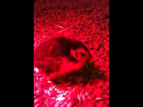 Junge Wachteln Tenebrosus mit weißem Latz