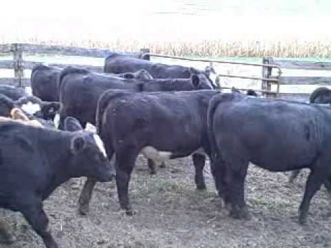 Elm Mound Calves