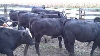 Elm-Mound Calves