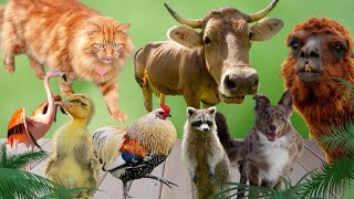 Download Lagu Happy Farm Animals-Cow, Raccoon,Duck, Dog, Pig, Alpaca, Flamingo, Chicken - Animal Sounds Thumbnail
