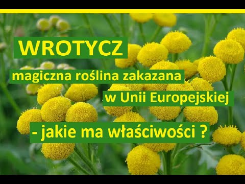 Wrotycz - właściwości, zastosowanie. Zakazany w Unii Europejskiej. Czy można go używać
