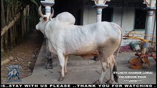 preview picture of video 'Fighter Bull Tiger Jagannathpur Borokapon Mirpurbazar 2018'