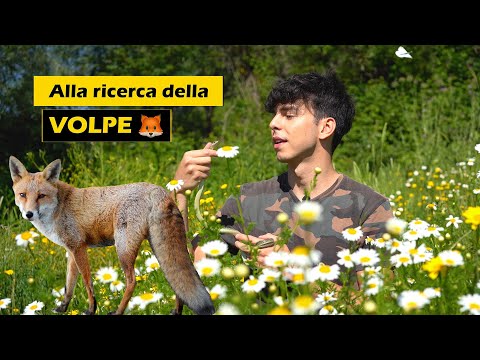 Alla ricerca della VOLPE (Vulpes vulpes)