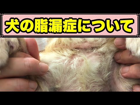 小人症の犬 - 原因、症状、治療法 - 小人症のジャーマンシェパード、ロジャー