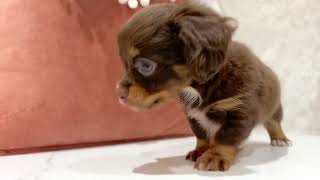 ハーフ犬の動画01