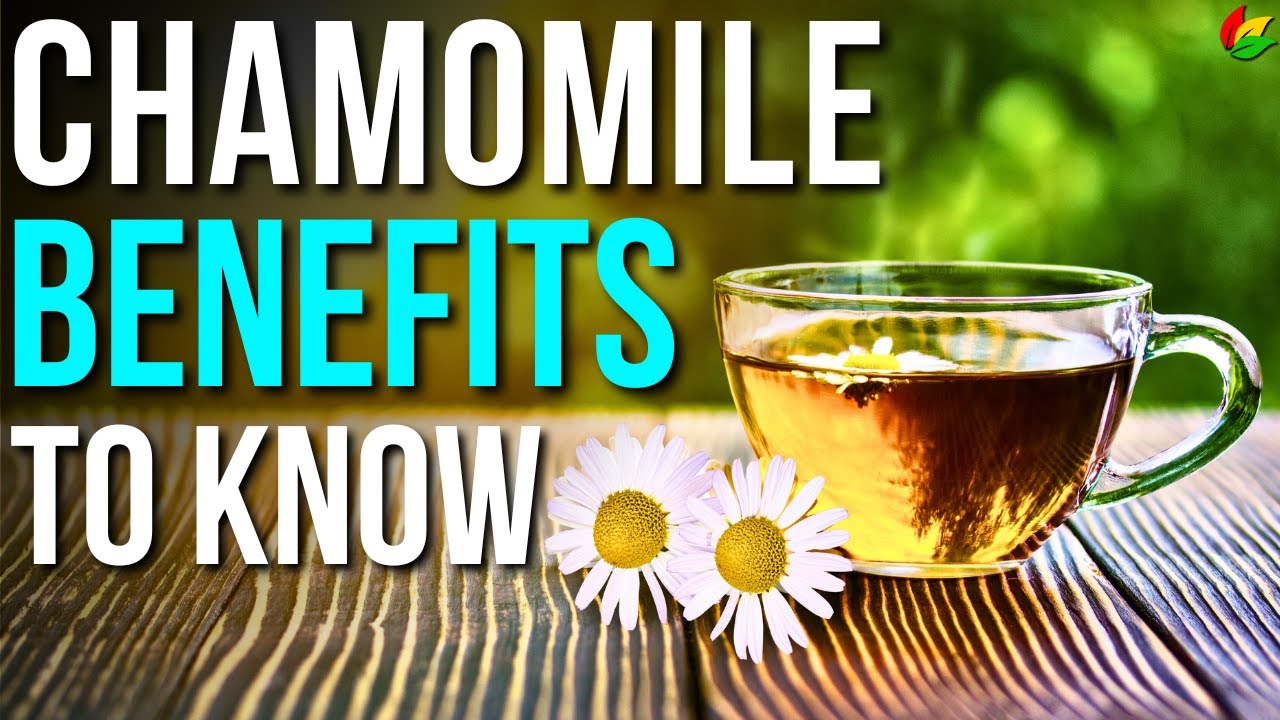 9 Benefits of Chamomile To Know! | Health Benefits Of Chamomile Tea