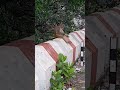 Is Bandar Ki Harkate Dekh Ke Hsi Se Lot Pot Ho Jayenge Trending Viral Minivlog Shortsfeed