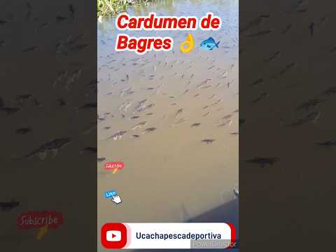 Bagres comiendo #pescar #pesca #viral #cordoba #bagre #rio #ucacha #bagre #pescaargentina #shorts