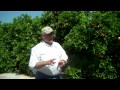 Stephanie Connelly Florida S Natural Orange Grove Tour