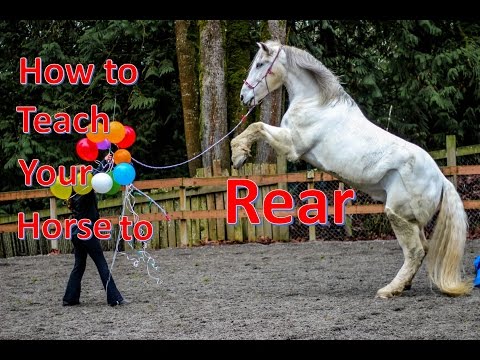 YouTube video about: How to train your horse to rear?