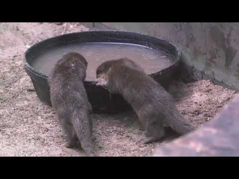 Three otter pups named after Star Wars characters have made their public debut at the Kansas City Zoo. Han, Luke and Leia were born last October and first had to learn to swim before going on display. (Jan. 26)