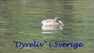 preview picture of video 'Dyreliv'