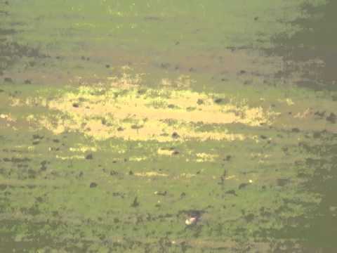 Birding Slovakia (Branislav Matejovič) - Philomachus pugnax - Bojovník bahenný