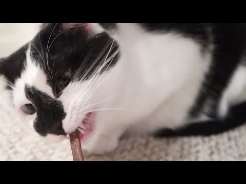 Boo Year 2 # 29 - Feeding Cats, Petting Boo, Splash Ate A Meaty Stick - Cat Reality Show