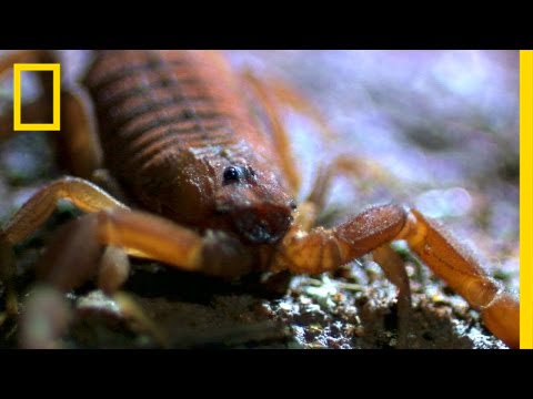 World's Deadliest Scorpion | National Geographic