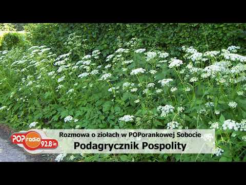 Jak powrócić potencję z gruczołu krokowego Przepisy kulinarne z Malakhov dla potencji