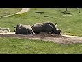 San Diego Zoo Safari Park African Tram Full Tour 2023 Sandiegozoo Safaripark Zoo Zooanimals