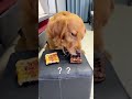 Enna Ithhu Tamil Dog Dubbing Video Dog Doglovers Shortsfeed Animalshorts Tamilcomedy