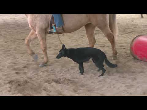 Big Horse And Small "Darby" 
