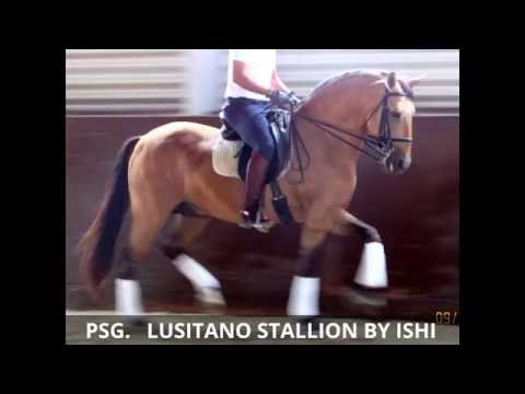 "VARINO" a GOLDEN BOY "PSL" LUSITANO Stallion by ISHI.