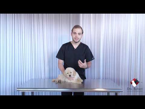 ¿Qué hacer si tu perro se atraganta?