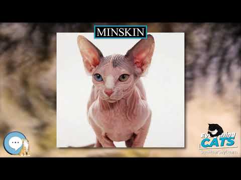 Minskin 🐱🦁🐯 EVERYTHING CATS 🐯🦁🐱