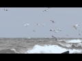 Ring Billed Gulls Fishing In Storm Weather 4K Video