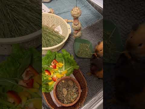 guinea pig funny snack short